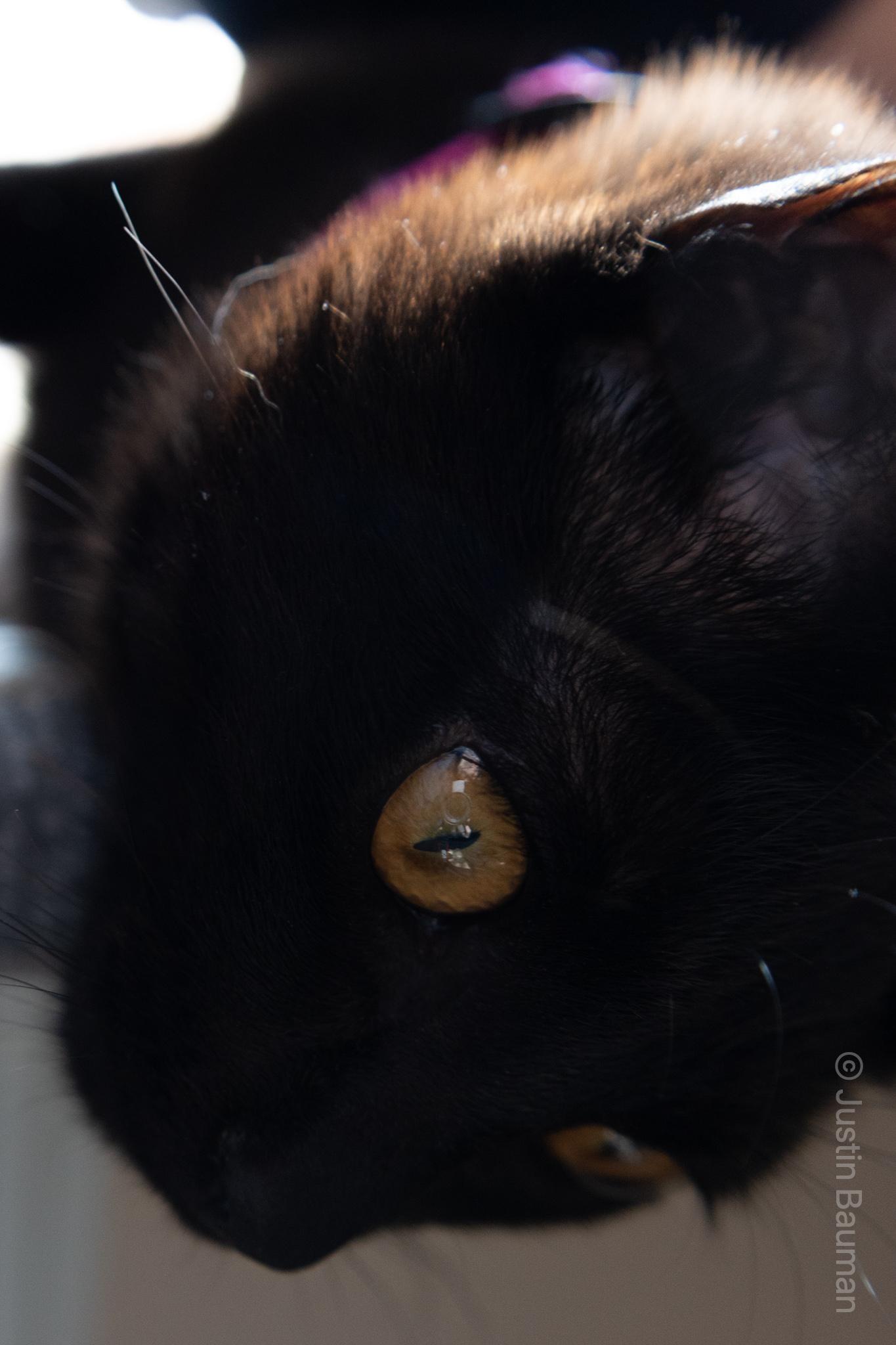 A close up of my cat Luna, showing the details of her eyes.