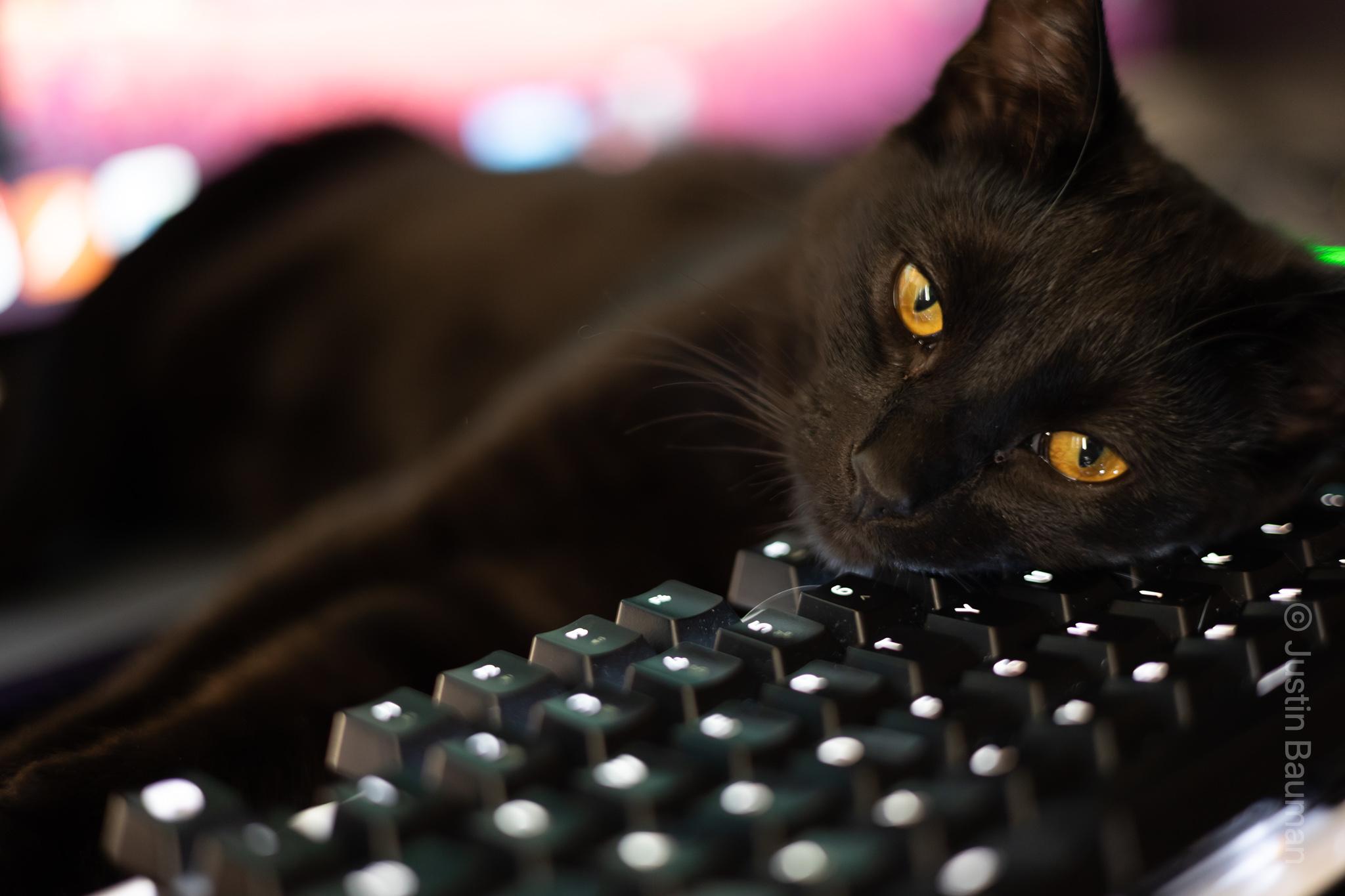 Luna putting head on computer keyboard.