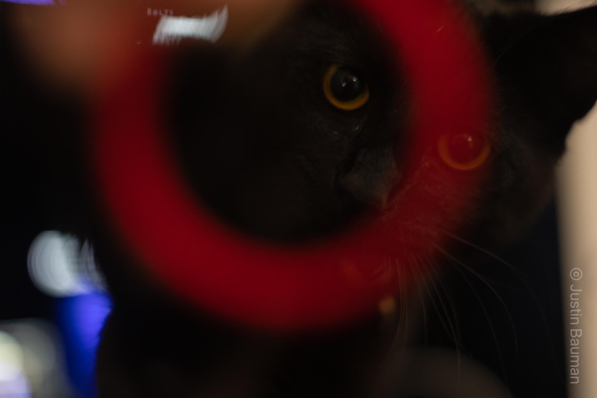 Luna looking through a red hair tie