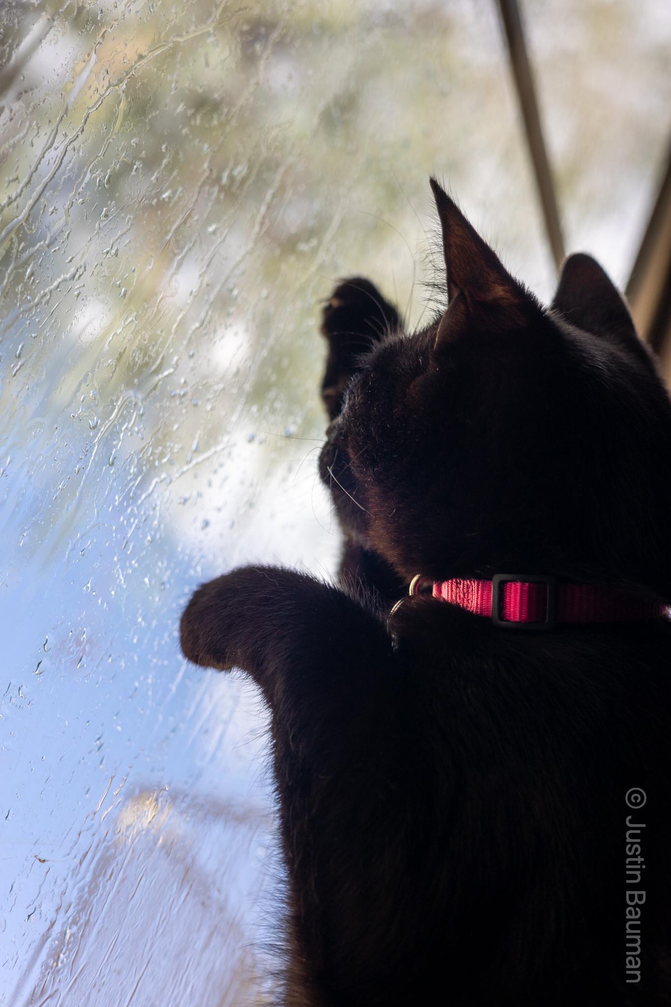 Luna looking through window at rain for first time.
